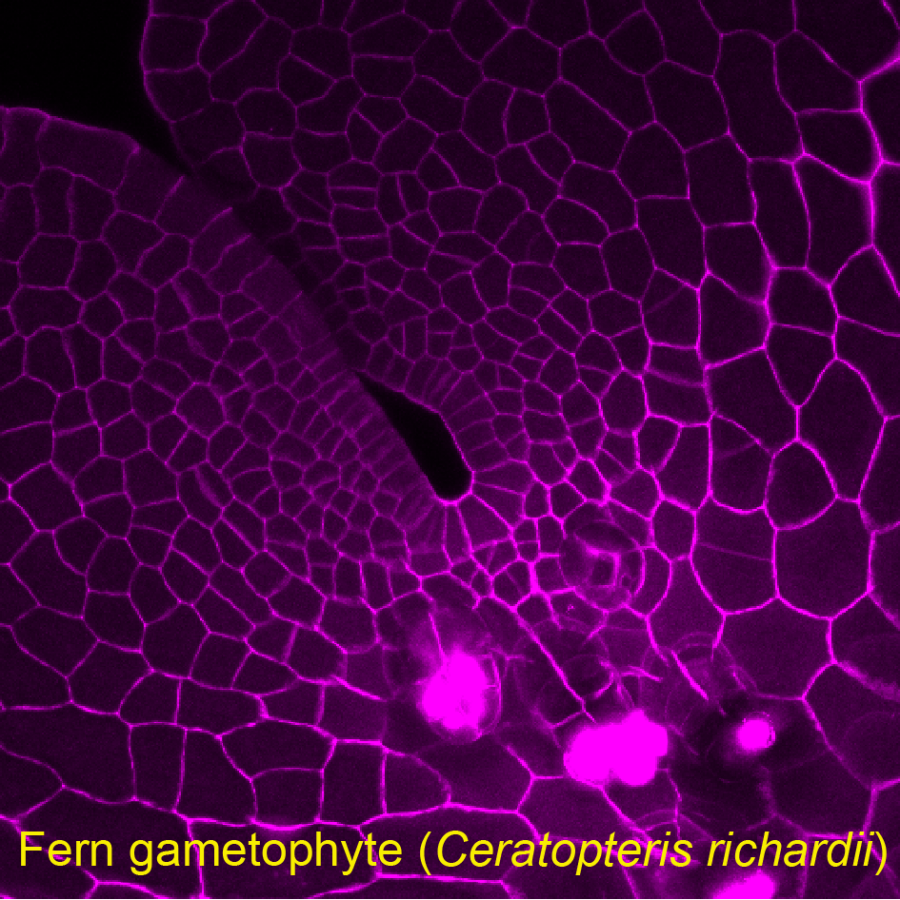Wu et al., 2021