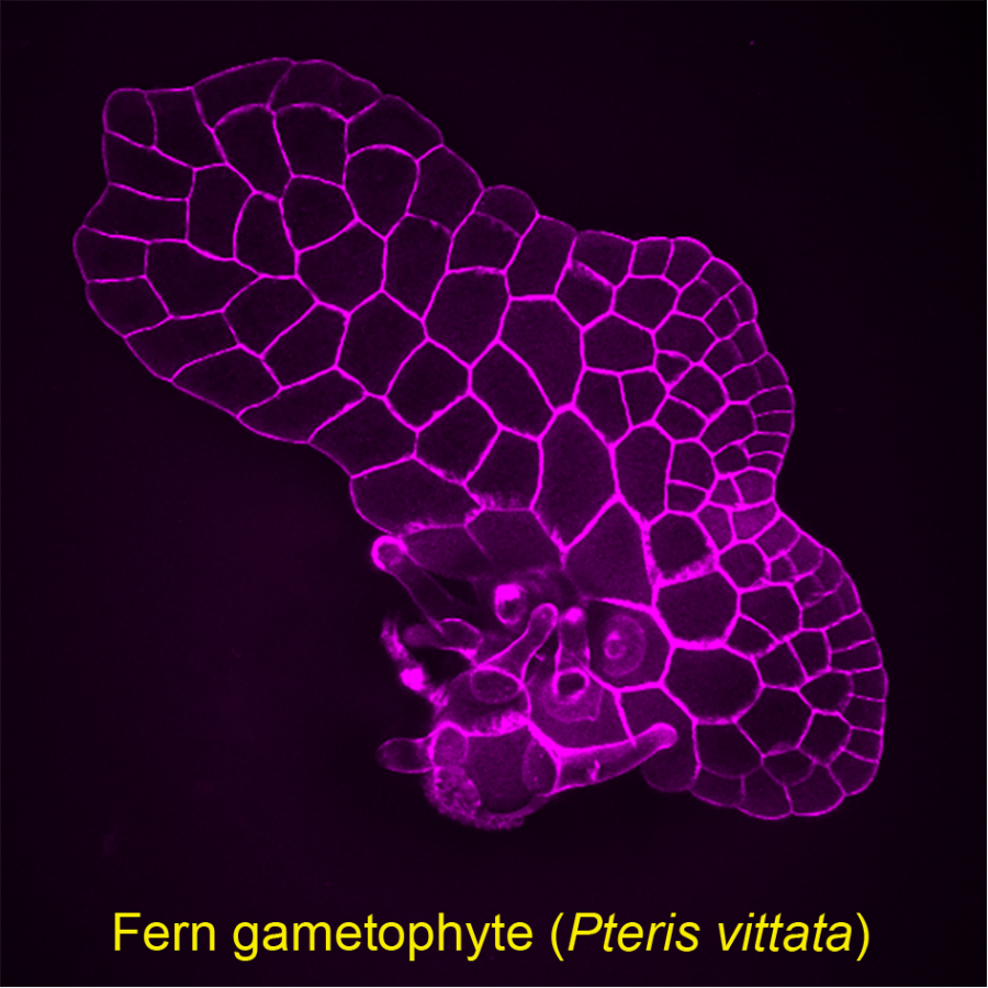 Wu et al., 2021